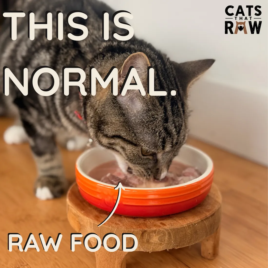 Rex eating raw food with the words This is normal.