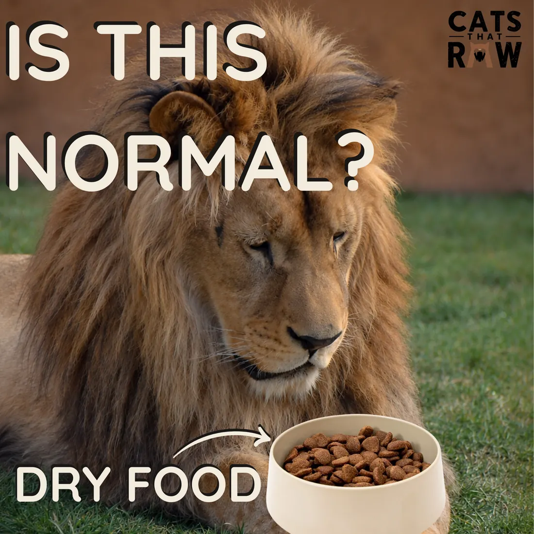 Lion beside a bowl of dry food with the words Is this normal?