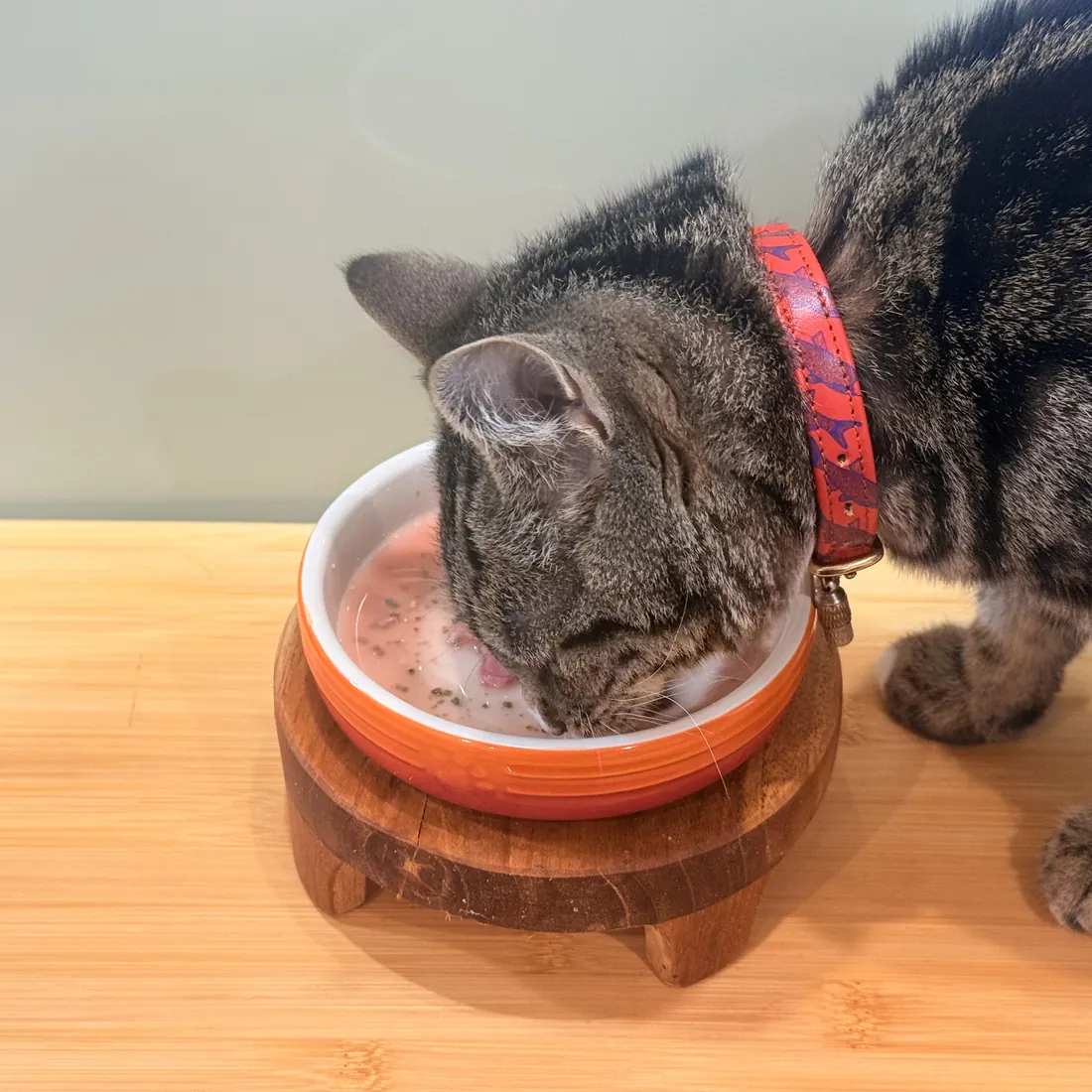 Rex eating Cats That Raw from his bowl